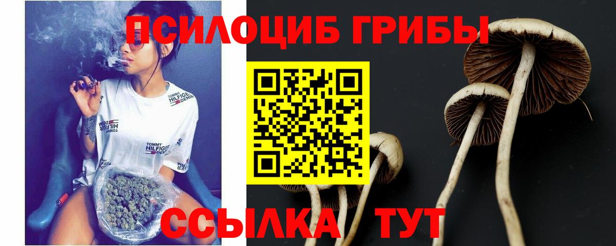 купить   Ачинск  Псилоцибиновые грибы прущие грибы 